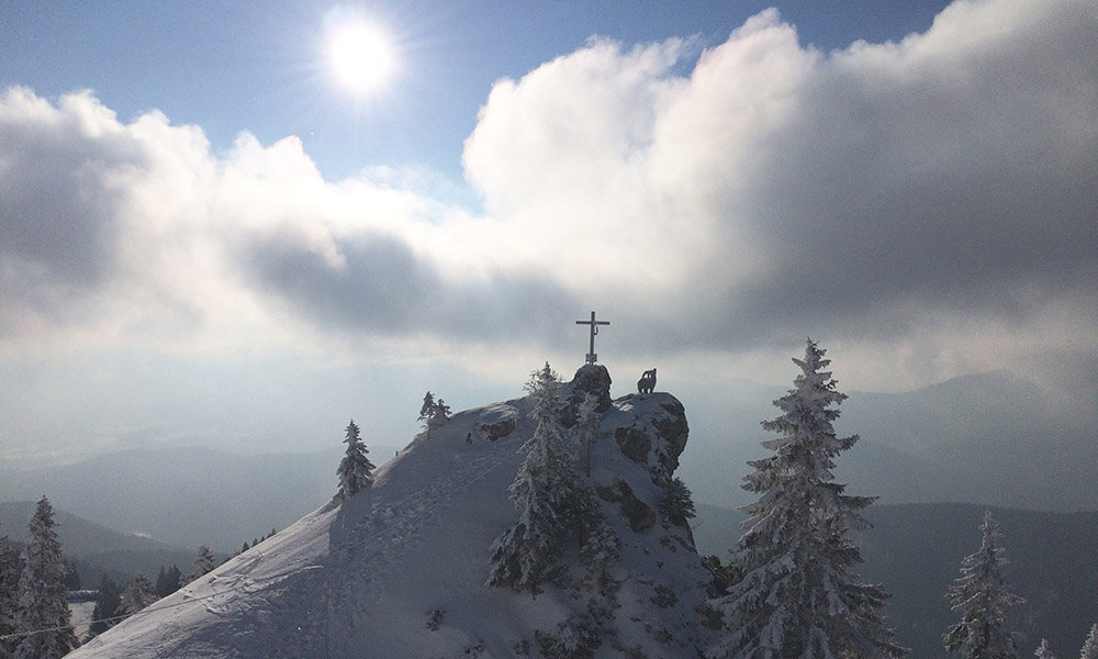 Steinbock und Gipfelkreuz in Winterlandschaft