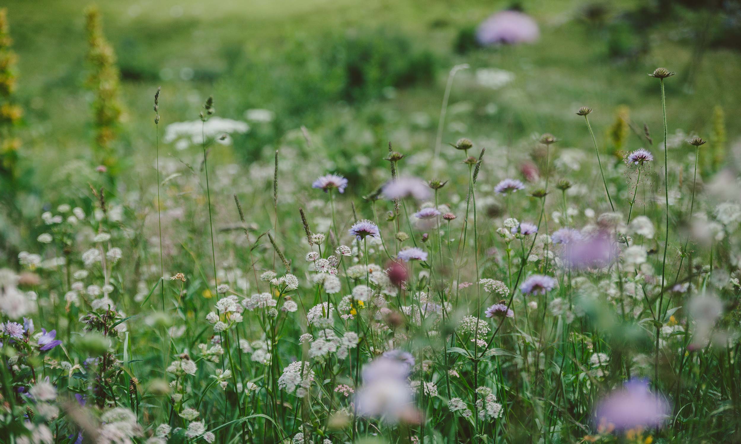 Almwiese mit verschiedenen bluehenden Blumen